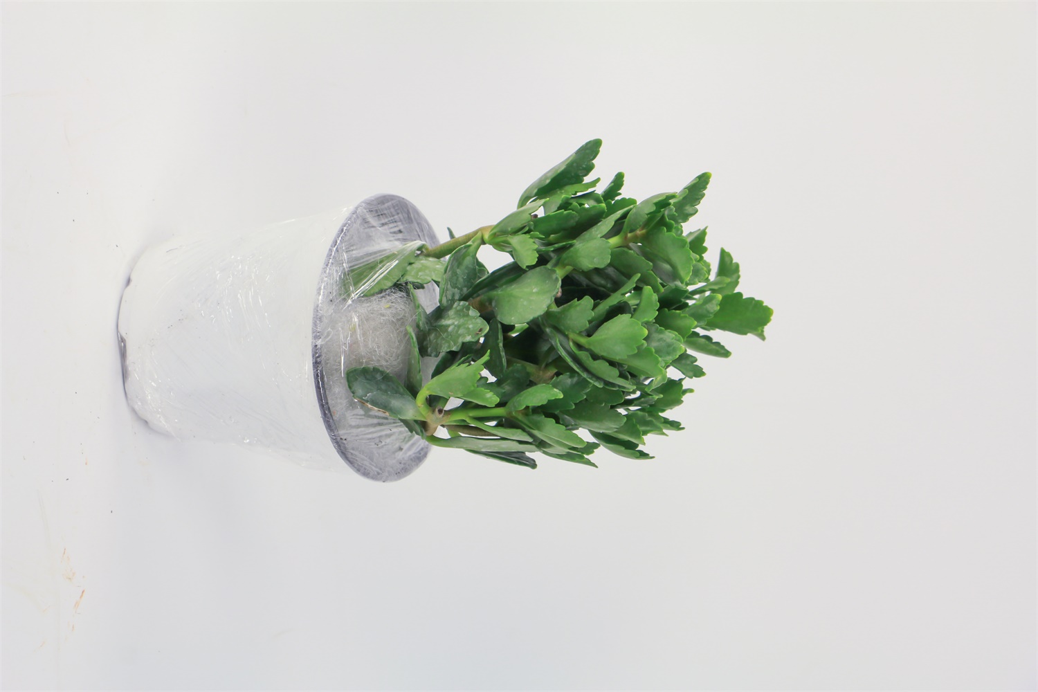 长寿花常见病害预防和治疗办法