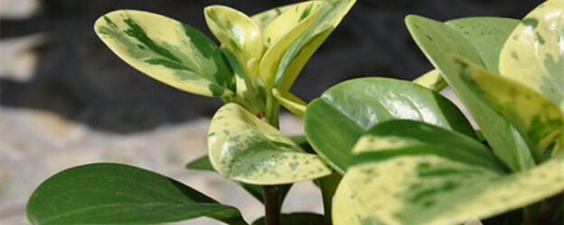 养花如何预防和治疗病虫害