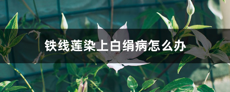 铁线莲染上白绢病如何办