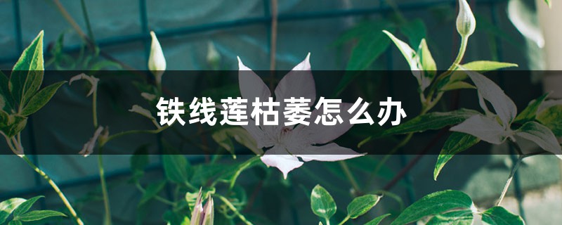 铁线莲枯萎如何办