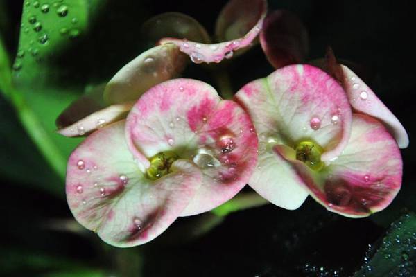 虎刺梅病虫害及预防和治疗