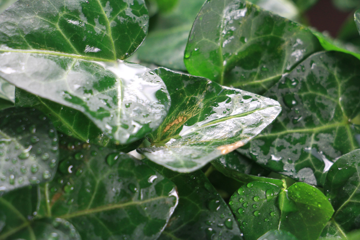 常春藤常见病害及预防和治疗