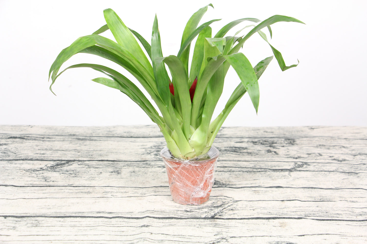 鸿运当头的病害及预防和治疗办法