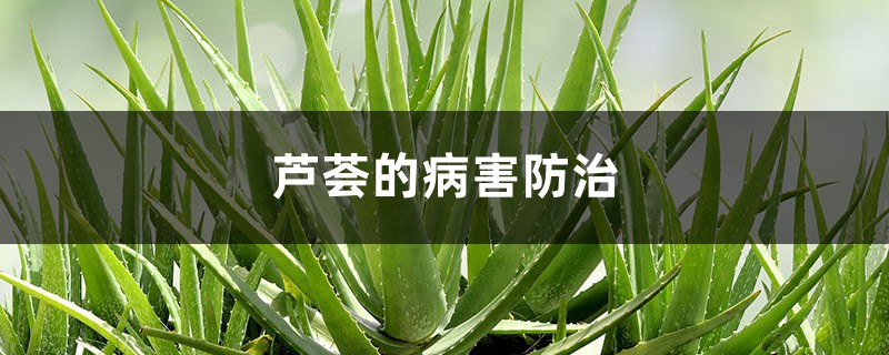 芦荟的病害预防和治疗