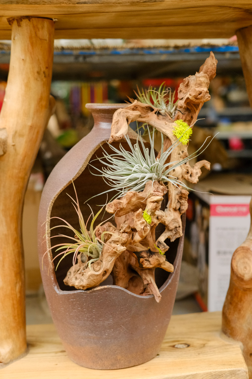 空气凤梨的病害及预防和治疗办法