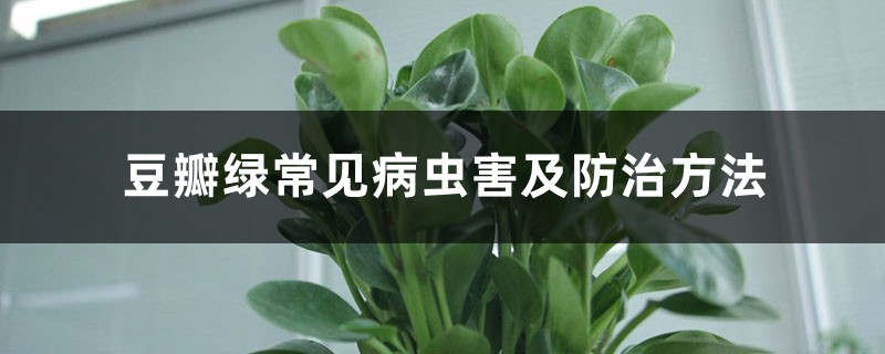 豆瓣绿常见病虫害及预防和治疗办法