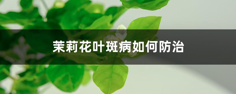 茉莉花叶斑病如何预防和治疗