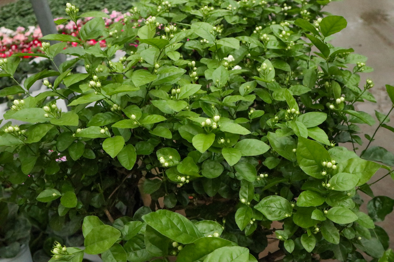 茉莉花叶斑病如何预防和治疗