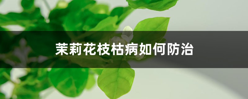 茉莉花枝枯病如何预防和治疗