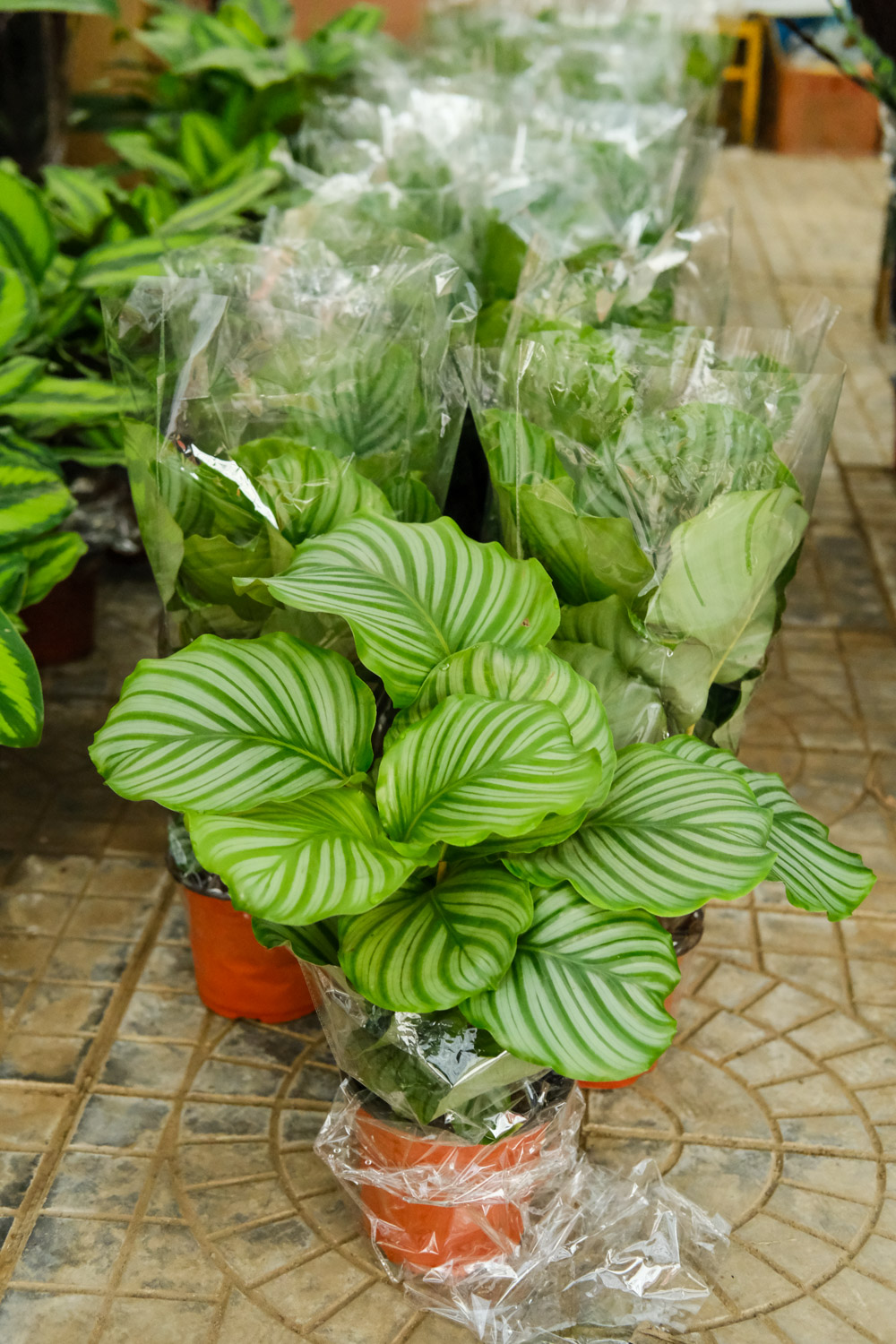 圆叶竹芋的病害预防和治疗