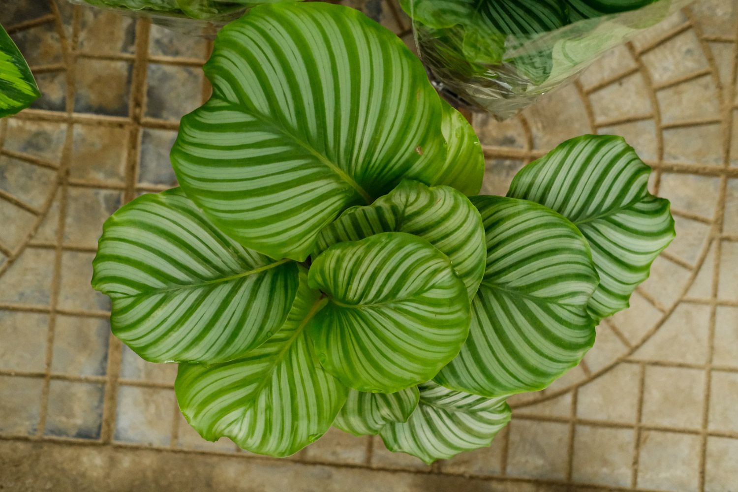 圆叶竹芋的病害预防和治疗