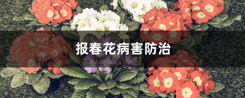 报春花病害预防和治疗