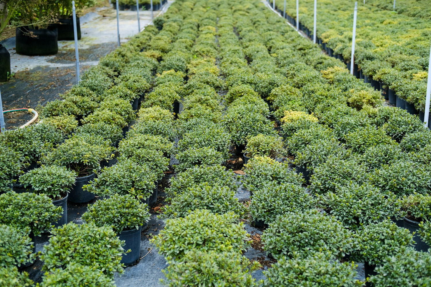 杜鹃花病害及预防和治疗办法