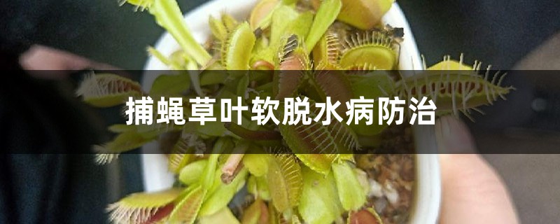 捕蝇草叶软脱水病预防和治疗