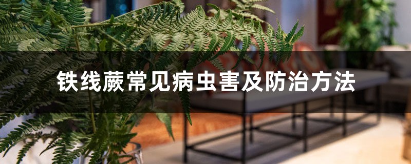 铁线蕨常见病虫害及预防和治疗办法