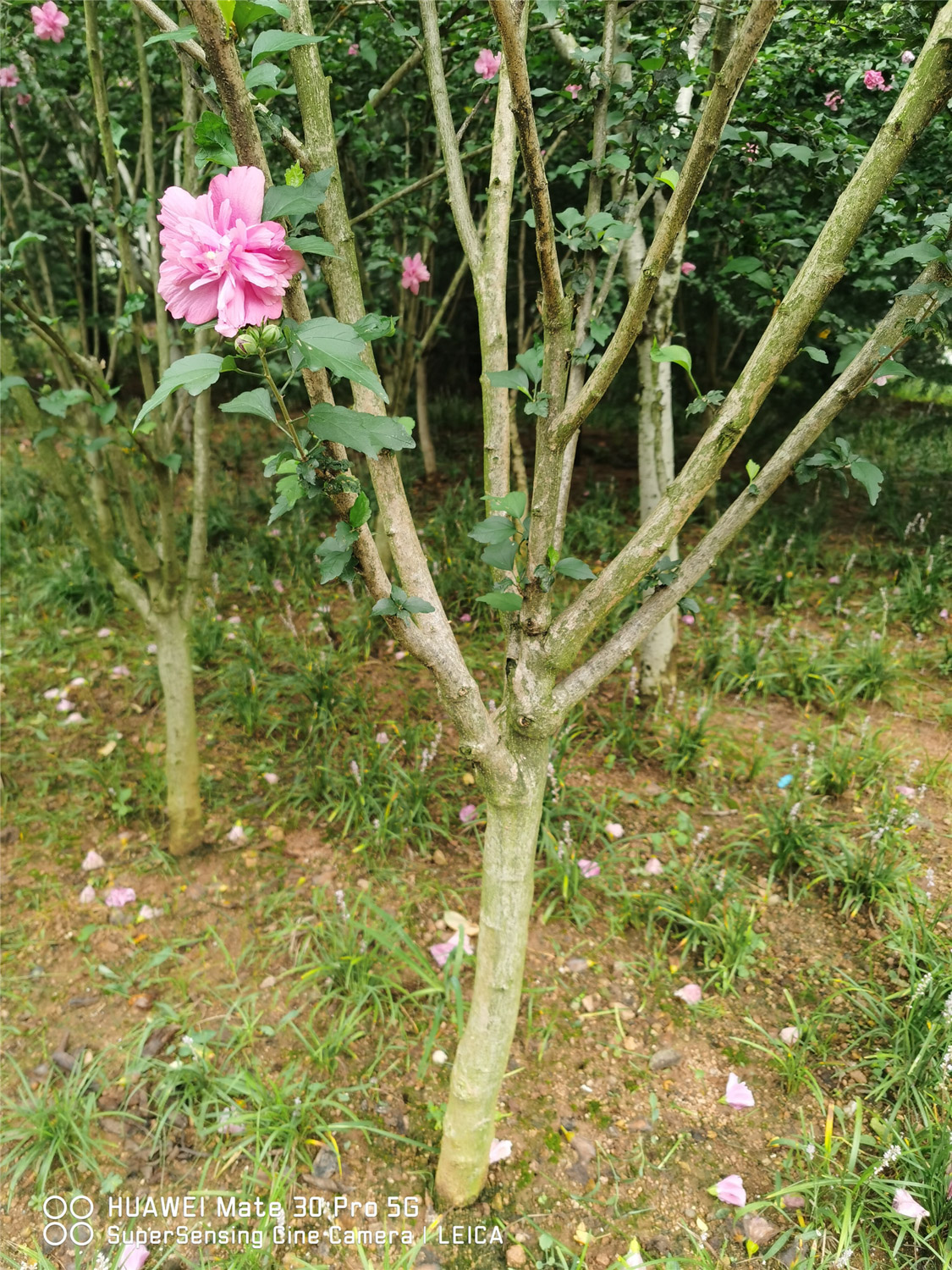 木槿的病害预防和治疗