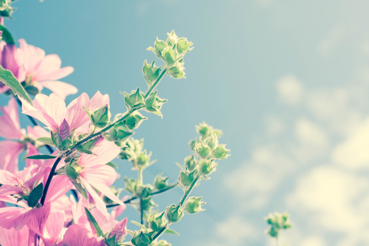 木槿的病害预防和治疗