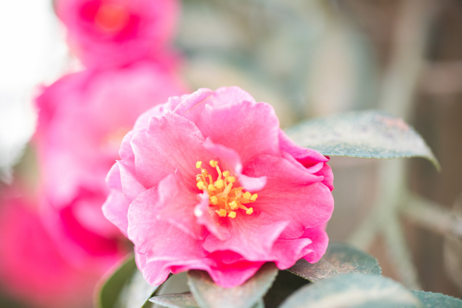 茶花的主要病害及其预防和治疗