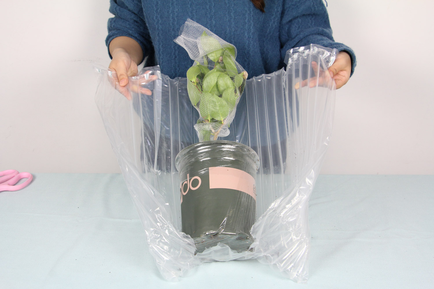 茶花的主要病害及其预防和治疗