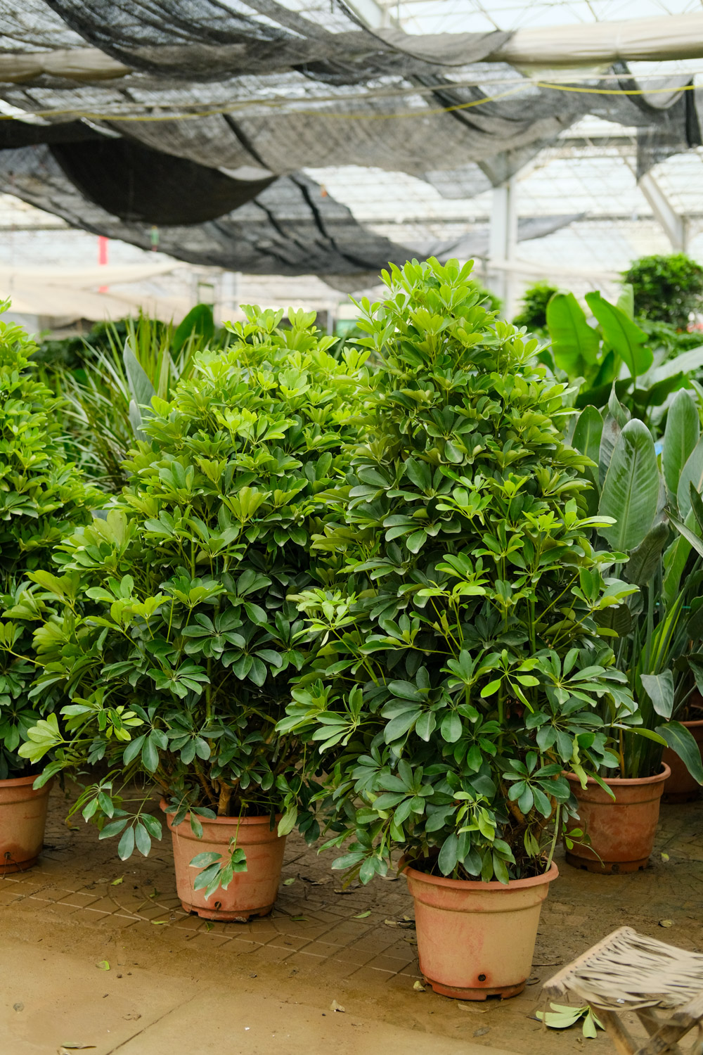 鸭脚木（鹅掌柴）病害及预防和治疗办法