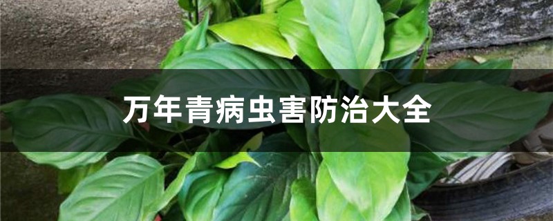 万年青病虫害预防和治疗大全