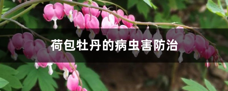 荷包牡丹的病虫害预防和治疗