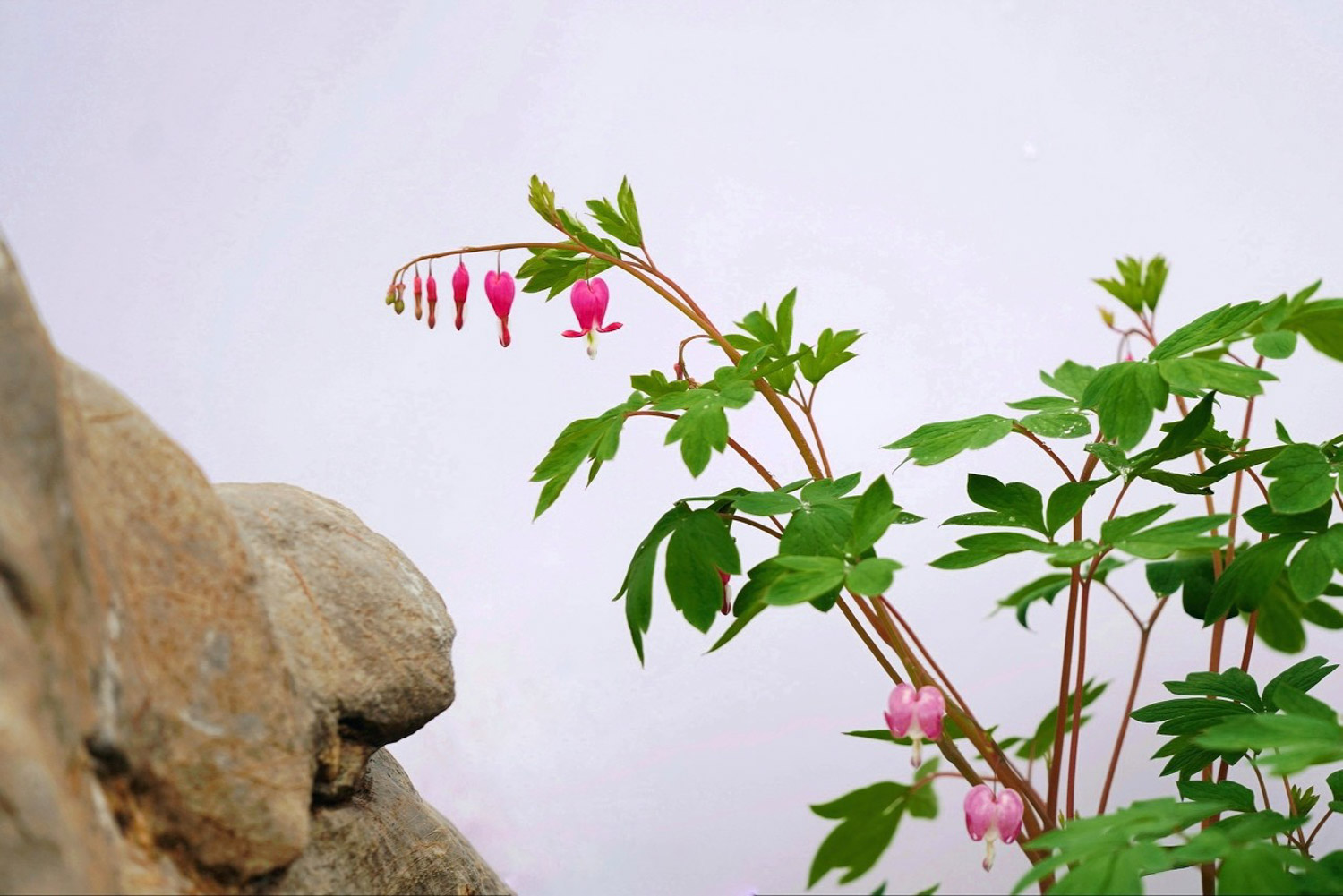 荷包牡丹的病虫害预防和治疗