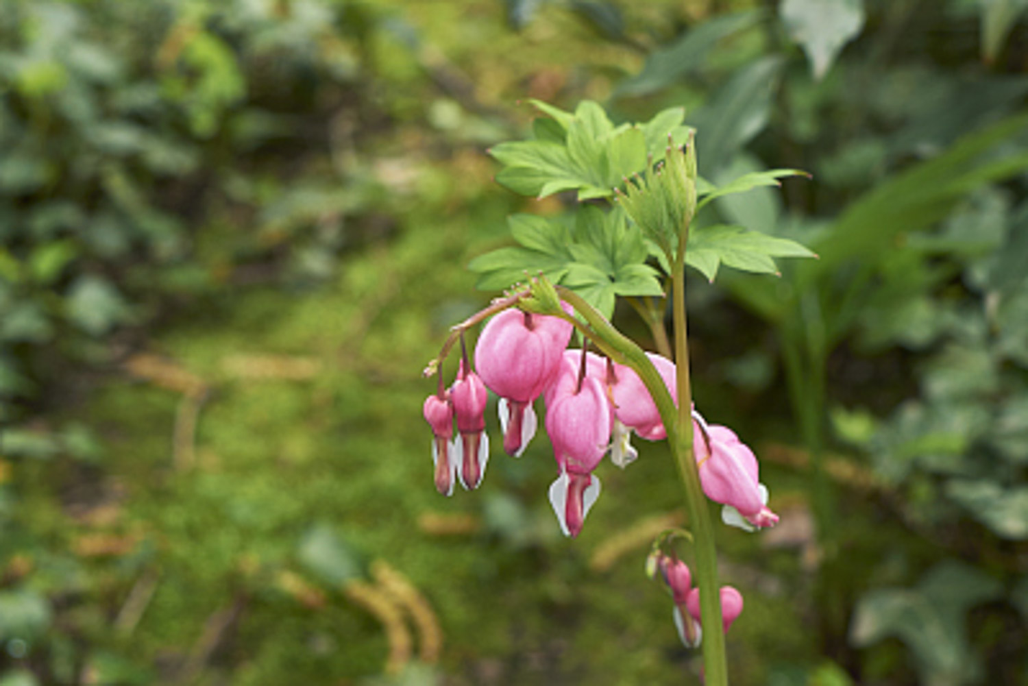 荷包牡丹的病虫害预防和治疗