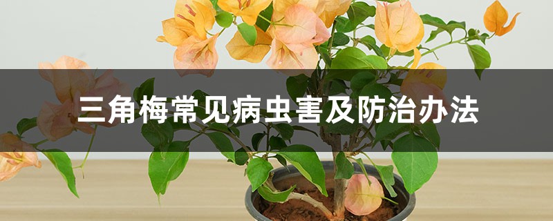 三角梅常见病虫害及预防和治疗办法