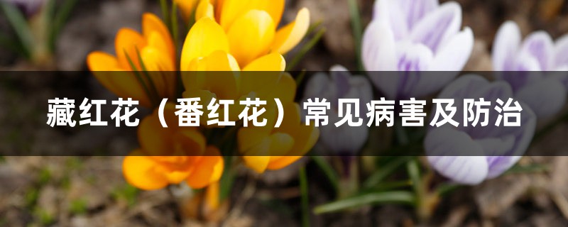 藏红花（番红花）常见病害及预防和治疗