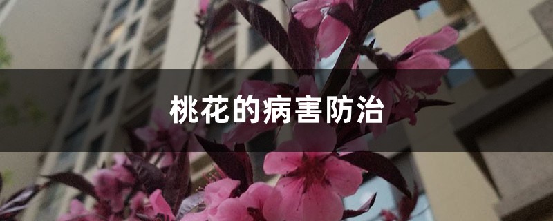 桃花的病害预防和治疗