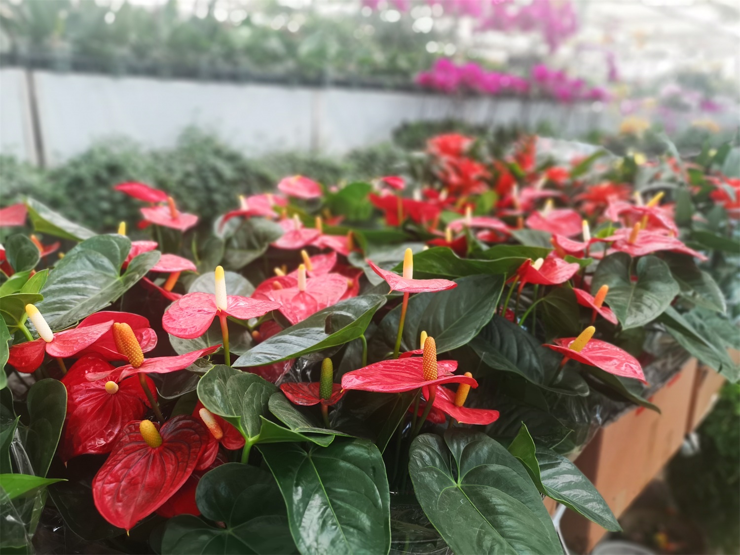 红掌病害及预防和治疗办法