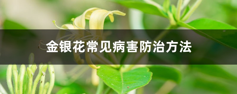金银花常见病害预防和治疗办法