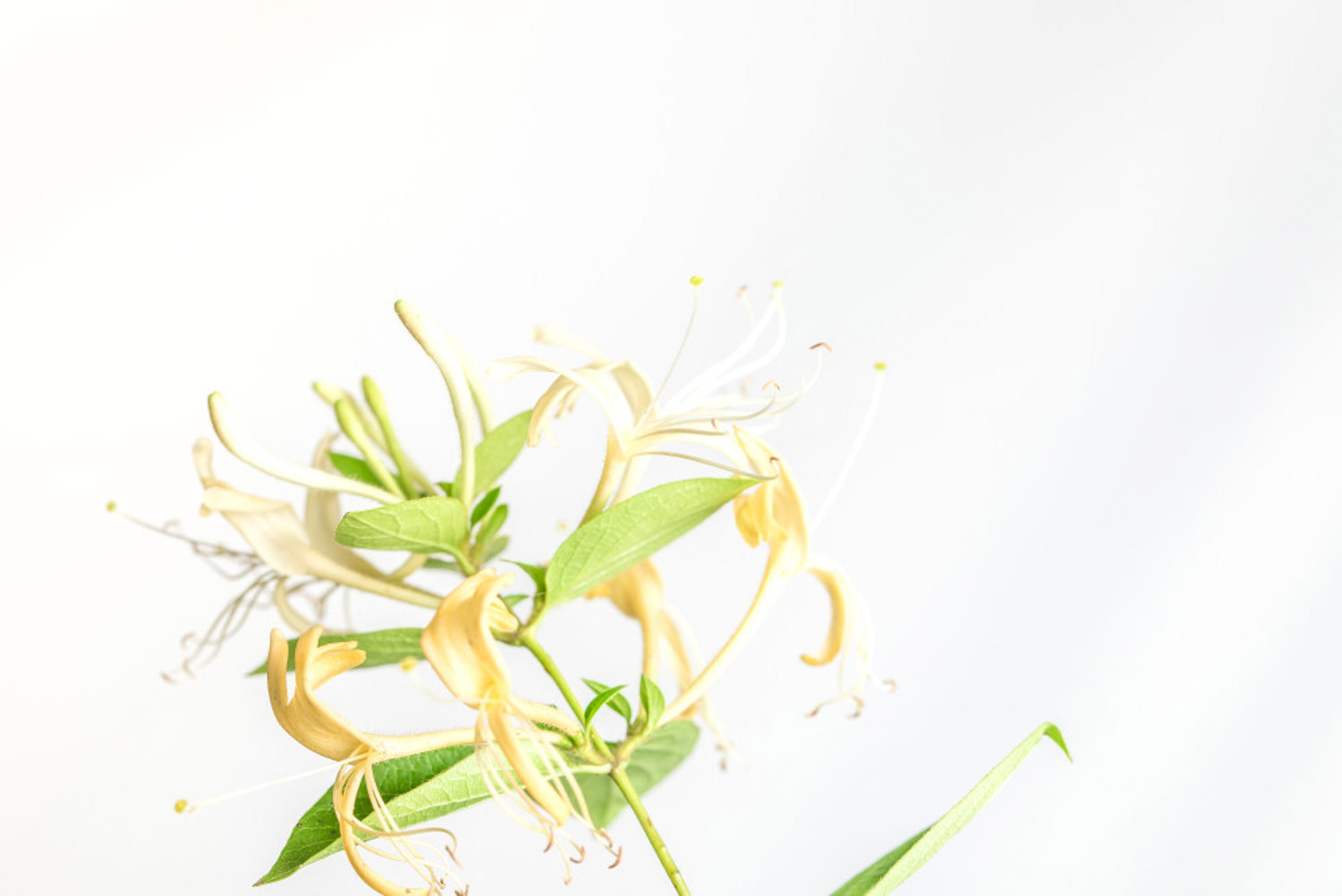 金银花常见病害预防和治疗办法