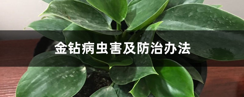 金钻病虫害及预防和治疗办法