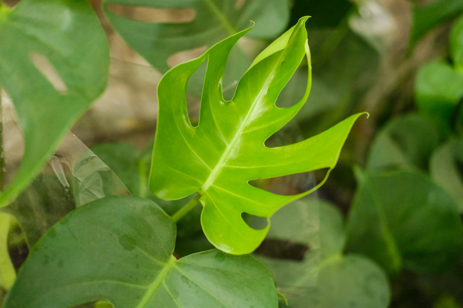 龟背竹常见病害预防和治疗办法