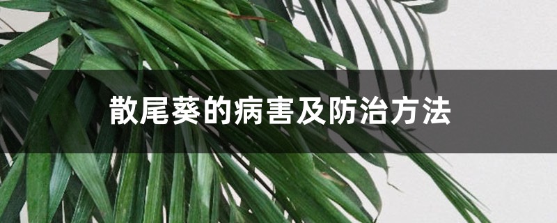 散尾葵的病害及预防和治疗办法