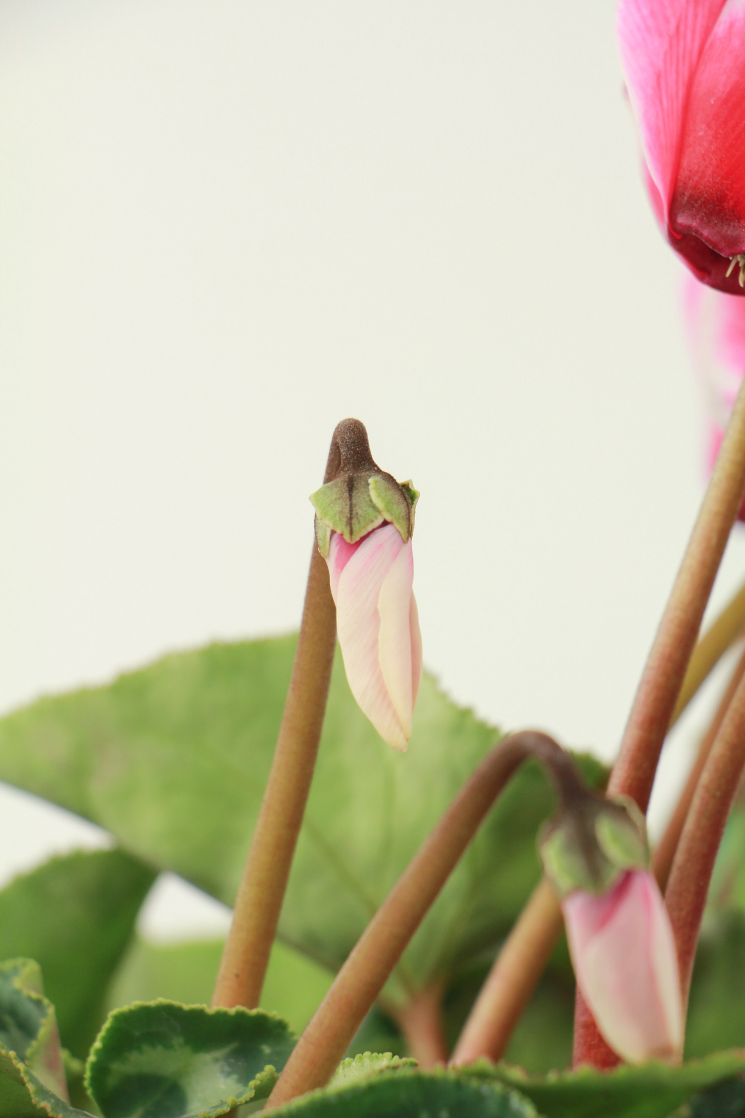 仙客来的病害预防和治疗