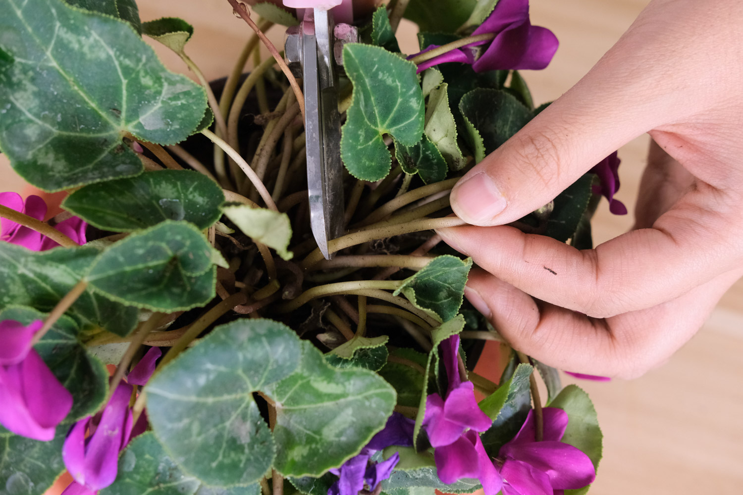 仙客来的病害预防和治疗