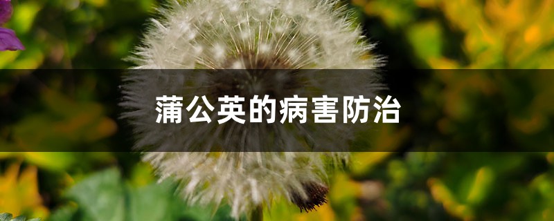蒲公英的病害预防和治疗