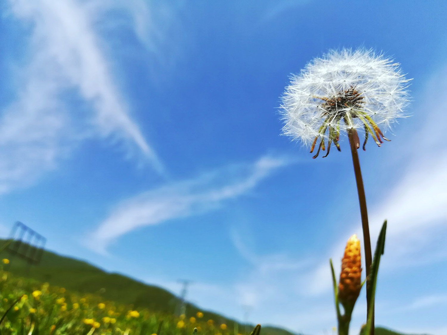 蒲公英的病害预防和治疗