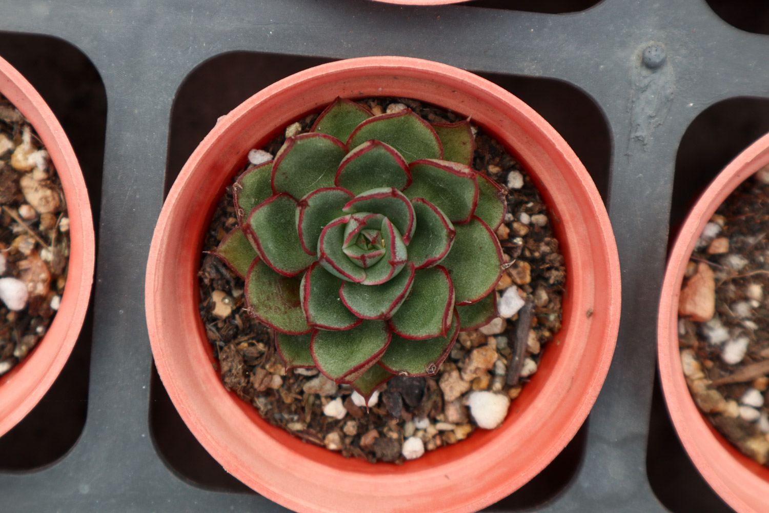 多肉植物常见病害及预防和治疗办法大全