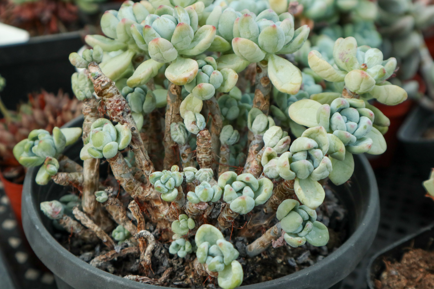 多肉植物常见病害及预防和治疗办法大全