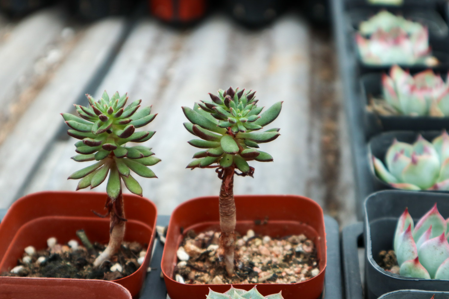 多肉植物常见病害及预防和治疗办法大全