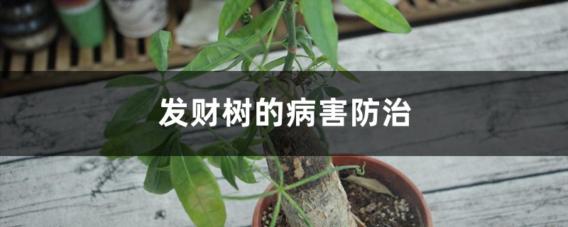 发财树的病害预防和治疗