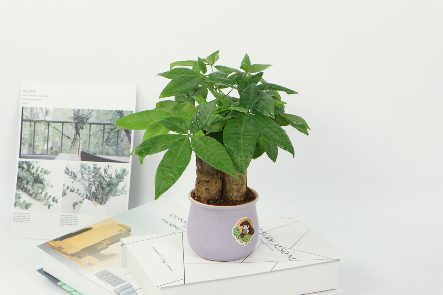 发财树的病害预防和治疗