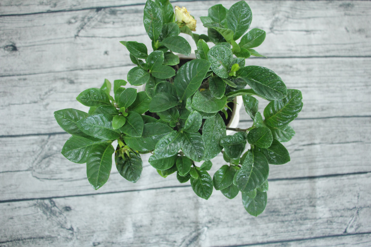 栀子花常见病害及预防和治疗办法