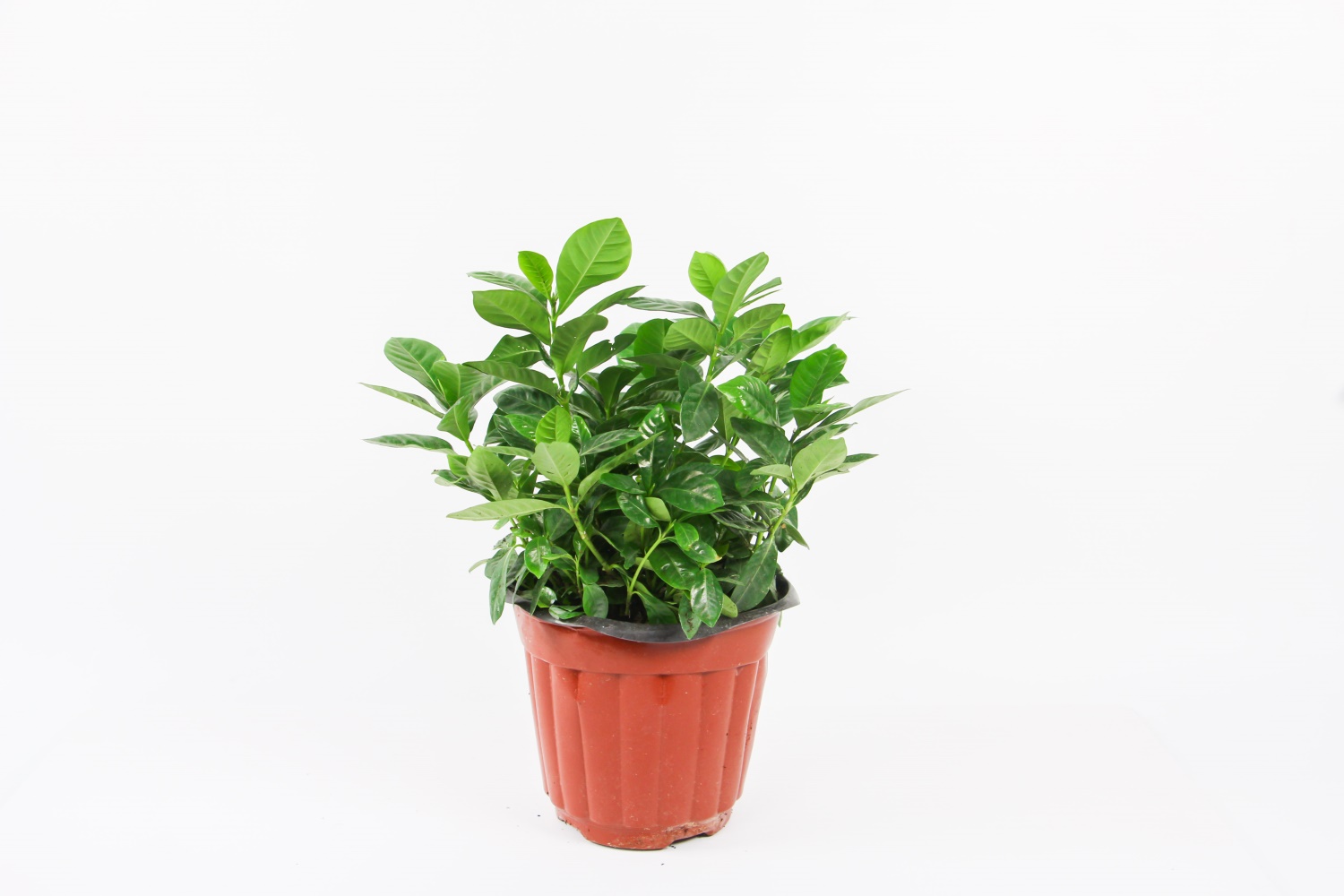 栀子花常见病害及预防和治疗办法