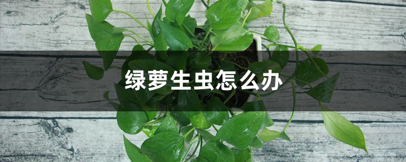 盆栽绿萝病虫害的预防和治疗