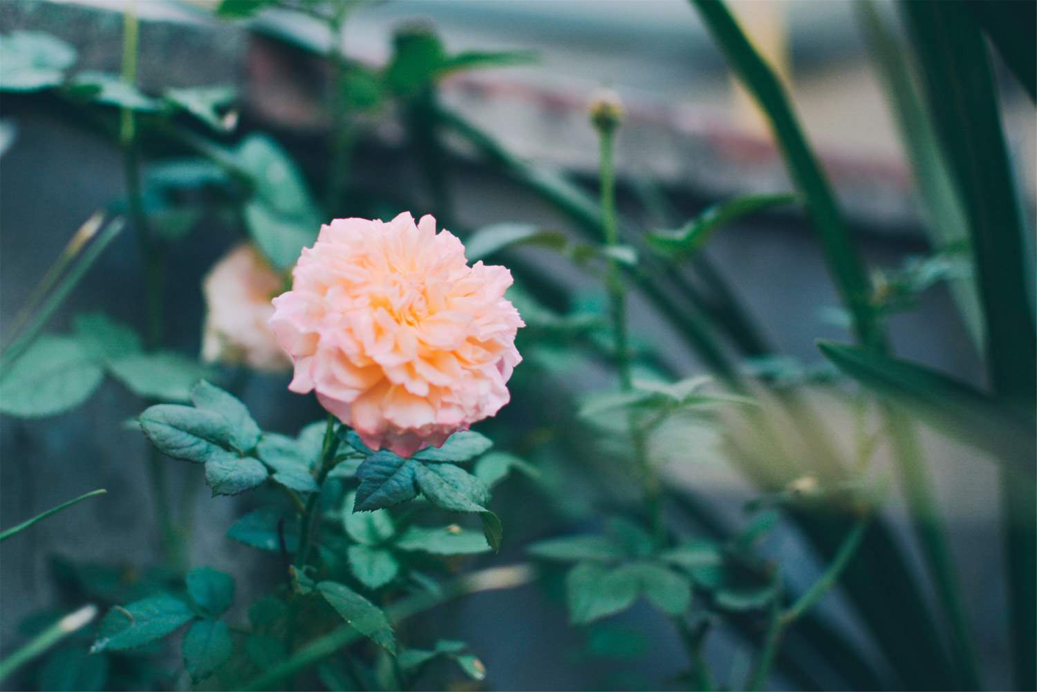 月季黑斑病如何治